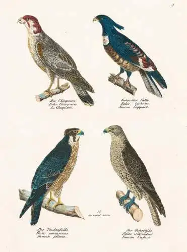 Der Chicquera - Gehaupter Falke - Der Taubenfalke - Der Geierfalke - Geier vulture Falke Falcon Greifvogel Rau