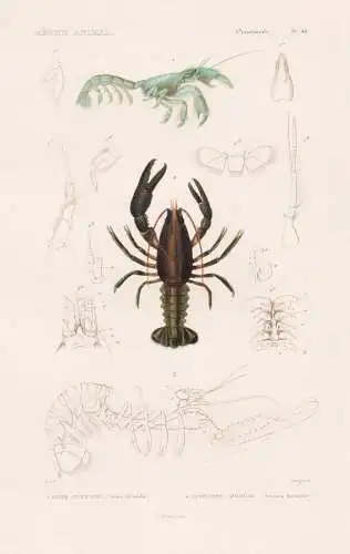 Crustaces. Pl. 49. - 1. Gebie Riveraine  (Gebia littoralis) 2. ..... - Krebse crabs crabes Krabben Hummer Garn