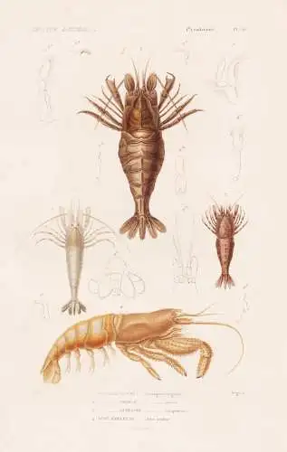 Crustaces. Pl. 51. - 1. Crangon commun (Crangon vulgaris) 2. ..... - Krebse crabs crabes Krabben Hummer Garnel