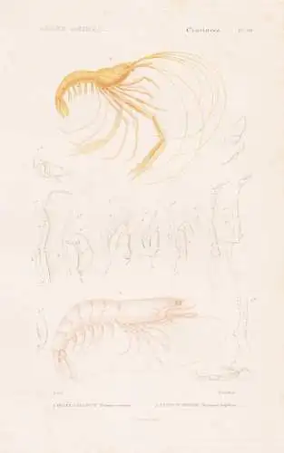 Crustaces. Pl. 50. - 1. Penee caramote (Penaeus caramote) 2. ..... - Krebse crabs crabes Krabben Hummer Garnel
