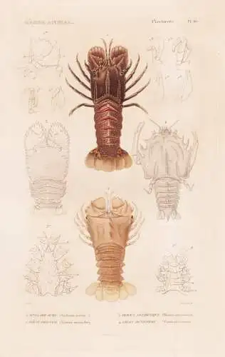 Crustaces. Pl. 45. - 1. Scyllare ours (Scyllarus arctus) 2. ....... - Krebse crabs crabes Krabben Hummer Garne