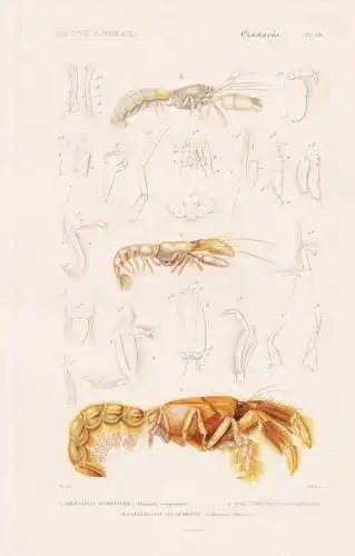 Crustaces. Pl. 48. - 1. Thalassine Scorpionide (Thalassina Scorpionoides) 2. ..... - Krebse crabs crabes Krabb