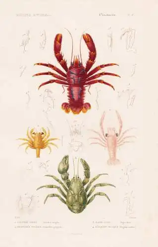 Crustaces. Pl. 47. - 1. Galathee Striee (Galathea strigosa) 2. ..... - Krebse crabs crabes Krabben Hummer Garn