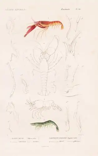 Crustaces. Pl. 53. - 1. Alphee rouge (Alpheus ruber) 2. ..... - Krebse crabs crabes Krabben Hummer Garnelen sh
