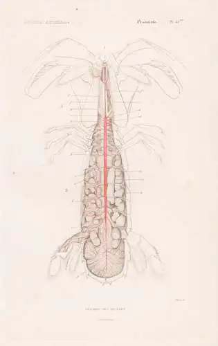 Crustaces. Pl. 55 bis. - Anatomie des Squilles - anatomy Squilla Krebse crabs crabes Krabben Hummer Garnelen s
