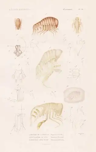 Crustaces. Pl. 58. - 1. Hyperie de latreille (Hyperia Latreillii) 2. ..... - Krebse crabs crabes Krabben Humme