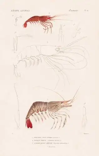 Crustaces. Pl. 54. - 1. Palemon scie (Palaemon serratus) 2. ..... - Krebse crabs crabes Krabben Hummer Garnele