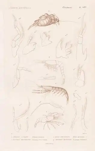 Crustaces. Pl. 54 bis. - 1. Athanas luisant (Athanas nitescens) 2. ..... - Krebse crabs crabes Krabben Hummer