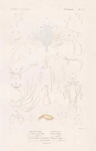 Crustaces. Pl. 57. - 1. Ericthe vitre (Ericthus vitraus) 2. ..... - Krebse crabs crabes Krabben Hummer Garnele