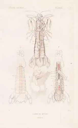 Crustaces. Pl. 56. - Anatomie des Squilles - anatomy Squilla Krebse crabs crabes Krabben Hummer Garnelen shrim
