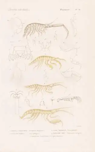 Crustaces. Pl. 61. - 1. Corophie longicorne (Corophium longicorne) 2. ..... - Krebse crabs crabes Krabben Humm