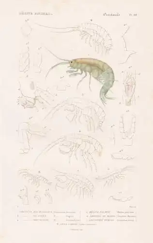 Crustaces. Pl. 60. - 1. Crevette des Russeaux (Gammarus fluviatilis) 2. ..... - Krebse crabs crabes Krabben Hu