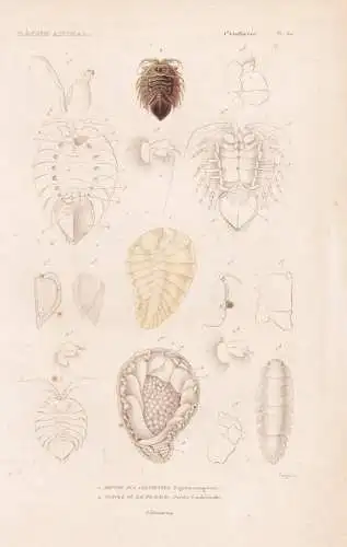 Crustaces. Pl. 64. - 1. Bopyre des Chevrettes (Bopyrus erangorum) 2. ..... - Krebse crabs crabes Krabben Humme
