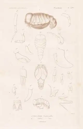 Crustaces. Pl. 62 bis. - 1. Typhis ovoide (Thyphis ovoides) 2. ..... - Krebse crabs crabes Krabben Hummer Garn