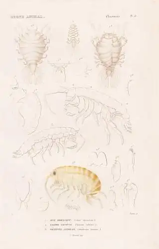 Crustaces. Pl. 59. - 1. Jone Thoracique (Jone thoracieus) 2. ..... - Krebse crabs crabes Krabben Hummer Garnel