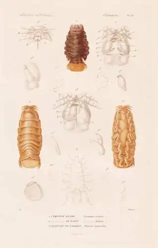 Crustaces. Pl. 65. - 1. Cymothoe Oestre (Cymothoa aestrum) 2. ..... - Parasiten Krebse crabs crabes Krabben Hu