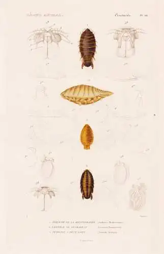 Crustaces. Pl. 66. - 1. Anilocre de la mediterrancee (Anilocra Mediterranea) 2. ..... - Parasiten parasites As