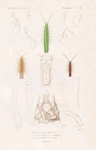 Crustaces. Pl. 69. - 1. Idotee hectique (Idotea hectica) 2. ..... - Parasiten parasites Asseln / Krebstiere Cr