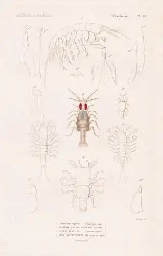Crustaces. Pl. 62. - 1. Apseude Taupe (Apseudes talpa) 2. ..... - Krebse crabs crabes Krabben Hummer Garnelen