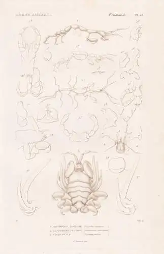 Crustaces. Pl. 63. - 1. Chevrolle Lineaire (Caprella linearis) 2. ..... - Krebse crabs crabes Krabben Hummer G