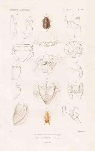 Crustaces. Pl. 68. - 1. Spherome geant (Sphaeroma gigas) 2. ..... - Asseln / Krebstiere Crustaceans Krustentie