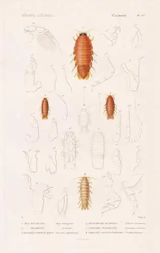 Crustaces. Pl. 67. - 1. Aega entaillee (Aega emarginata) 2. ..... - Parasiten parasites Asseln / Krebstiere Cr