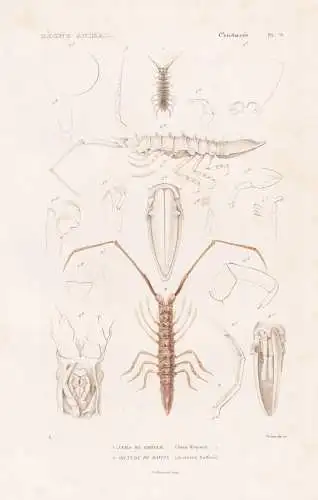 Crustaces. Pl. 70. - 1. Jaera de Kröyer (Jaera Kroyerii) 2. ..... - Asseln / Krebstiere Crustaceans Krustenti