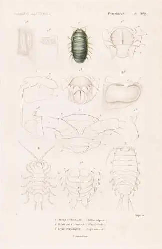 Crustaces. Pl. 70 bis. - 1. Aselle vulgaire (Asellus vulgaris) 2. ..... - Asseln Wasserasseln / Krebstiere Cru
