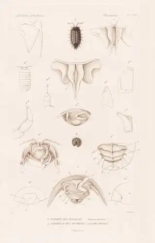 Crustaces. Pl. 71 bis. - 3. Cloporte des Murailles (Oniscus murarius) 4. ...... - Asseln Mauerasseln / Krebsti