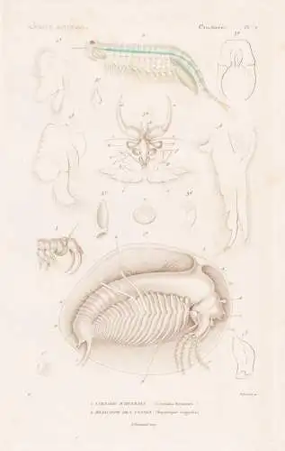 Crustaces. Pl. 74. - 1. Limnadie d'Hermann (Limnadia Hermannii) 2. ...... - Krebse crabs crabes / Krebstiere C