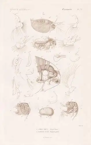 Crustaces. Pl. 73. - 1. Cypris Brun (Cypris fusea) 2. ...... - Krebse crabs crabes / Krebstiere Crustaceans Kr
