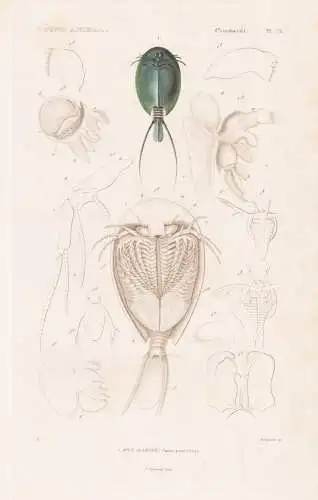 Crustaces. Pl. 75. - 1. Apus Allonge (Apus productus) - Krebse crabs crabes / Krebstiere Crustaceans Krustenti
