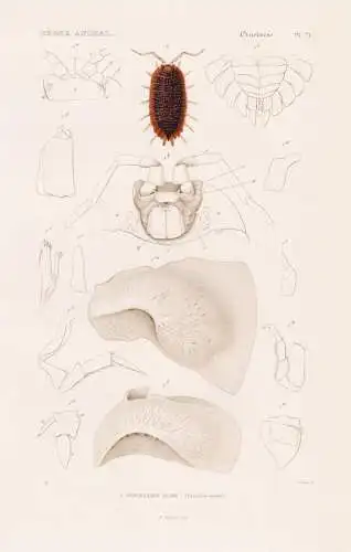 Crustaces. Pl. 71. - 1. Porcellion rude (Porcellio scaber) - Asseln Kellerasseln / Krebstiere Crustaceans Krus