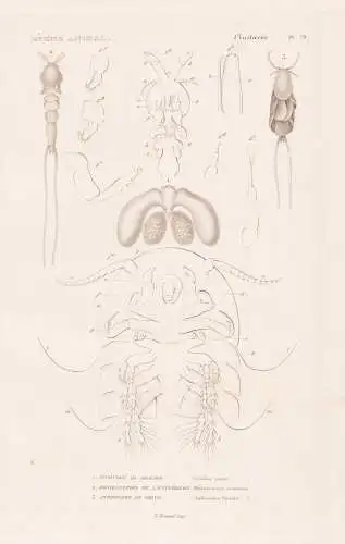 Crustaces. Pl. 79. - 1. Nicothoe du Homard (Nicothoe astaci) 2. ..... - Parasiten parasites Laus Läuse / Kreb