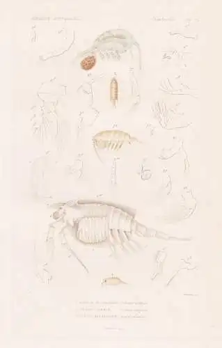 Crustaces. Pl. 72. - 1. Neralie de Geoffroy (Nebalia Geoffroii) 2. ...... - Krebse crabs crabes / Krebstiere C