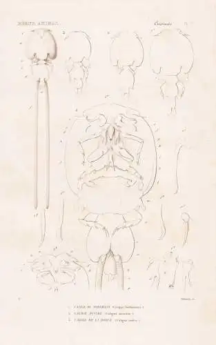 Crustaces. Pl. 77. - 1. Calige de Nordmann (Caligus Nordmannii) 2. ..... - Krebse crabs crabes / Krebstiere Cr