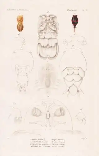 Crustaces. Pl. 78. - 1. Argule Foliace (Argulus foliaceus) 2. ...... - Parasiten parasites Laus Läuse Karpfen