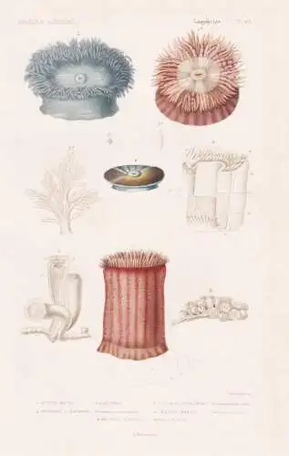 Zoophytes. Pl. 62. - 1. Actinie brune (Actinia effoeta) 2. ....... - Seeanemonen Sea anemones Anemone Korallen