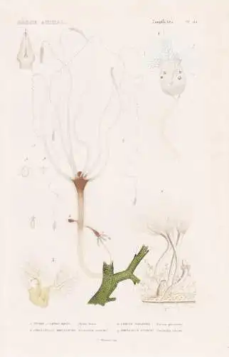 Zoophytes. Pl. 64. - 1. Hydre a longs bras (Hydra fusca) 2. ..... - Süßwasserpolyp Seeanemonen Sea anemones