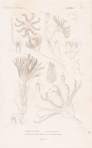 Zoophytes. Pl. 6. - 1. Encrine d'Europe (Encrinus Europeus) 2. ...... - Seesterne starfish Zoophyten / Zoologi