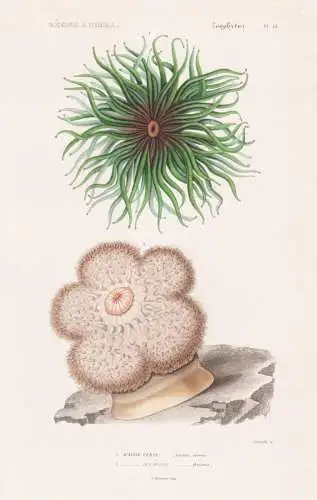 Zoophytes. Pl. 61. - 1. Actinie verte (Actinia cereus) 2. ....... - Wachsrose Seeanemonen Sea anemones Anemone