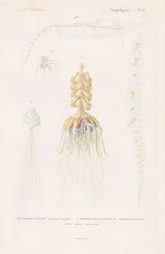 Zoophytes. Pl. 60. - 1. Physsophore Muzoneme (Physsophora musonema) - Physophora hydrostatica Quallen jellyfis