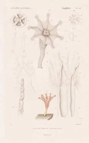 Zoophytes. Pl. 63. - Lucernaire Auricule (Lucernaria auricula) - Haliclystus auricula Seeanemonen Sea anemones
