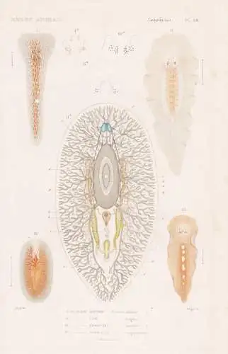 Zoophytes. Pl. 38. - 1. Planaire battoir (Planaria palmula) 2. ...... - Planarien Plattwürmer Strudelwürmer