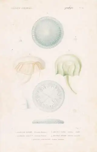 Zoophytes. Pl. 54. - 1. Geryonie dineme (Geryonia dinema) 2. ...... - Quallen jellyfish Zoophyten / Zoologie z