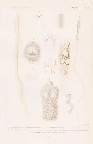 Zoophytes. Pl. 41. - 1. Cysticerque du lapin (Cysticereus pisiformis) 2. ...... - Bandwürmer Wurm Würmer wor