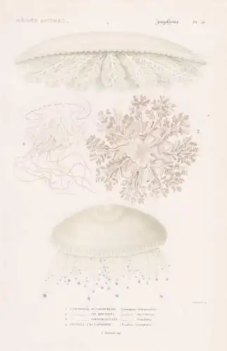 Zoophytes. Pl. 51. - 1. Cassiopee d'Andromede (Cassiopea Andromedea) 2. ...... - Cassiopea andromeda Quallen j