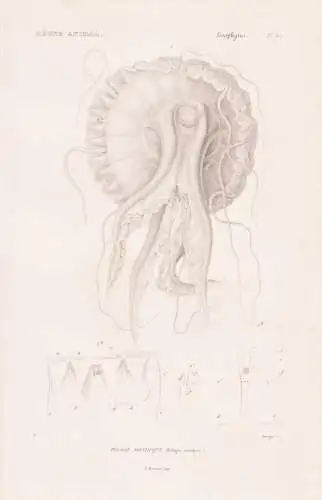 Zoophytes. Pl. 45. - Pelagie noctiluque (Pelagia noctiluca) - Leuchtqualle Quallen jellyfish Zoophyten / Zoolo