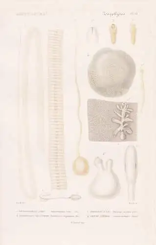 Zoophytes. Pl. 40. - 1. Bothriocephale large (Bothriocephalus latus) 2. ...... - Fischbandwurm Bandwurm Wurm W