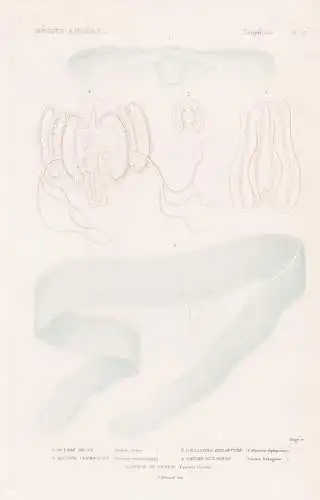 Zoophytes. Pl. 57. - 1. Ocyroe brune (Ocyroe fusca) 2. ...... - Quallen jellyfish Zoophyten / Zoologie zoology